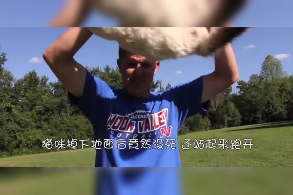 一只黑猫从床底探出半个身子,表情困惑,脖子上项圈挂着的小装置正在发出淡淡蓝光